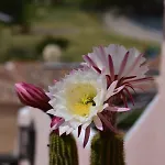 Cala Del Faro - Casa Di Mare * Porto Cervo