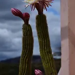 Apartamento Cala Del Faro - Casa Di Mare Porto Cervo