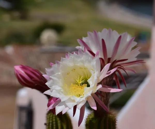 Cala Del Faro - Casa Di Mare * Πόρτο Τσέρβο