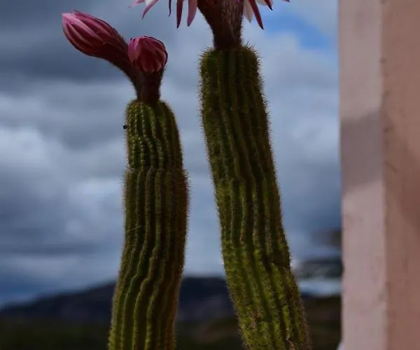 Apartment Cala Del Faro - Casa Di Mare Porto Cervo